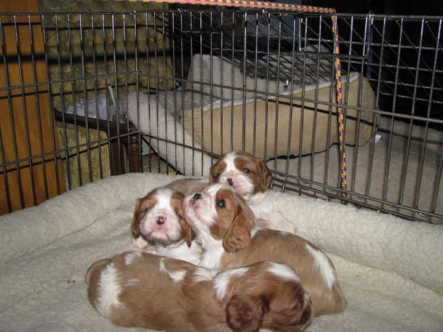 Puppies at 3 weeks