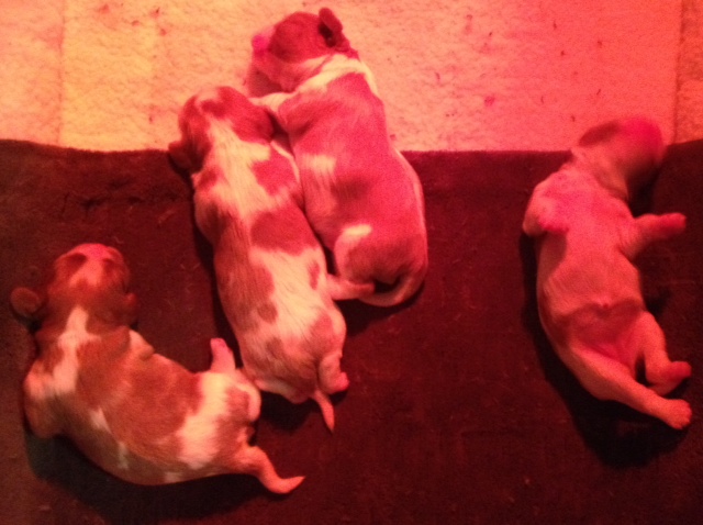 Puppies 6 days old