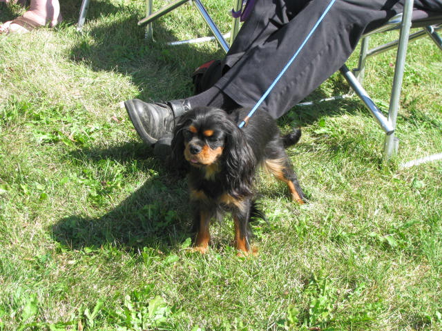 Midnight Fluffy AKA Kachina