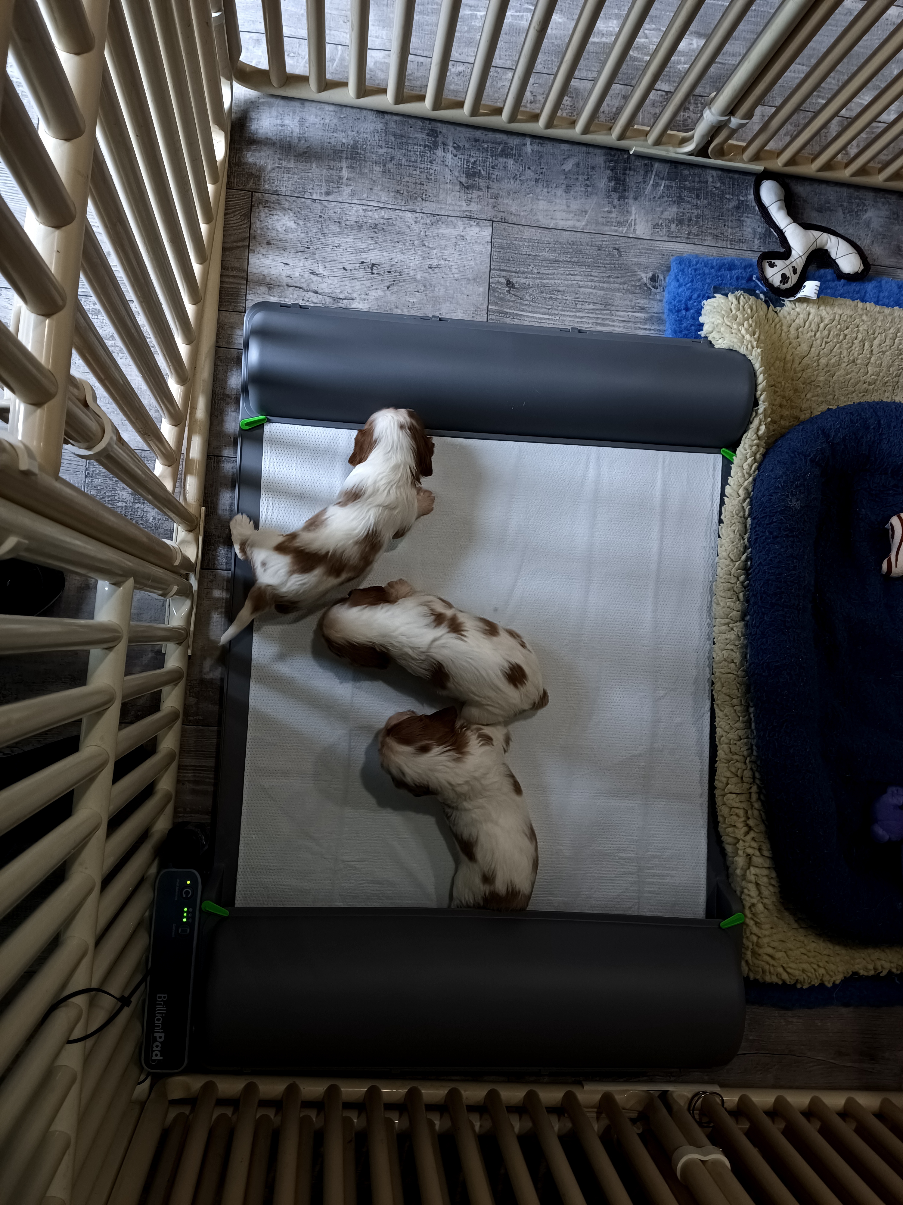 using the pad using the pad