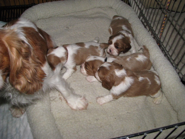 Mom and babies Mom and babies