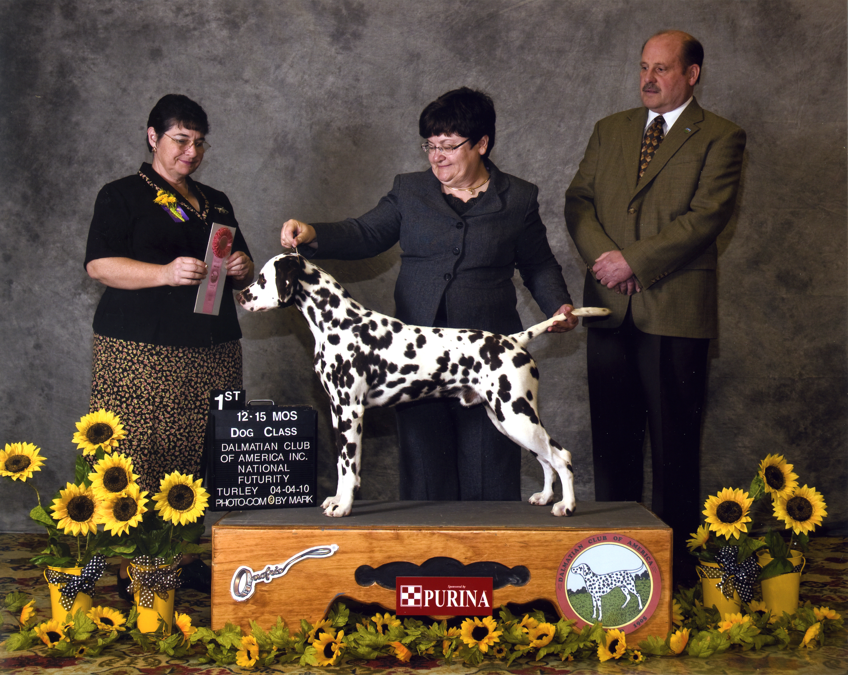 Indie the amazing agilgity dog Indie the amazing agilgity dog