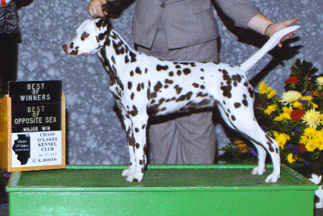 Shasta 4 point major Shasta 4 point major