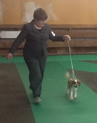 Tori at the dog show Tori at the dog show