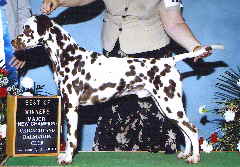 NetObjects Web Design Placeholder