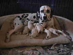 NetObjects Web Design Placeholder