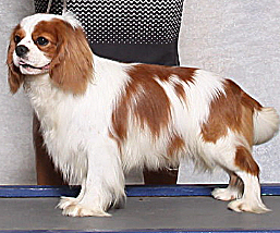 CH Snowood Dressed To Kill FDC CGCA ATT