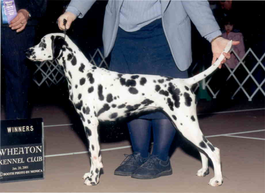 CH Snowood Que Sera Sera CH Snowood Que Sera Sera